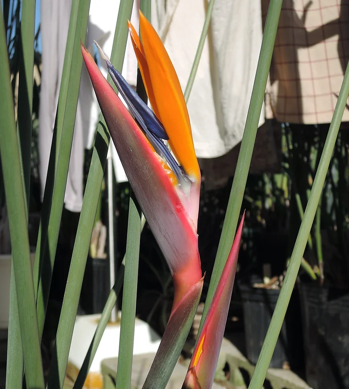 ストレリチア秘話No.108 ストレリチア原種の風格 その2 – ストレリチア